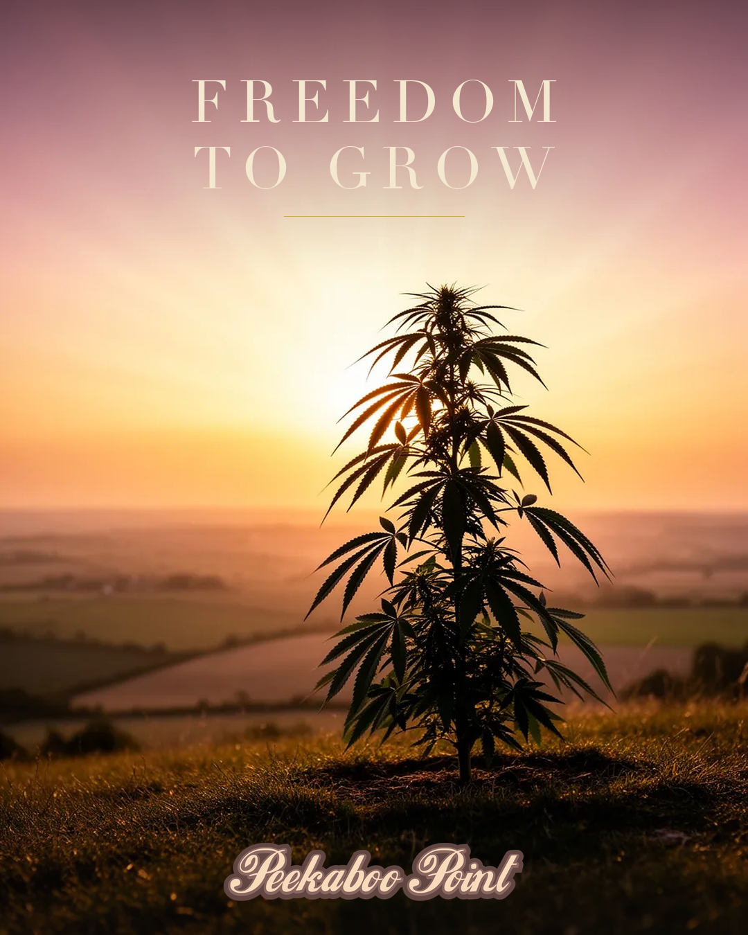 A young cannabis plant on an open hilltop at sunrise, Freedom to Grow